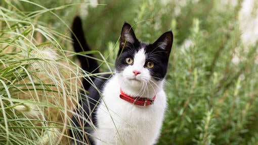 cat exploring the outdoors