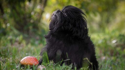 Affenpinscher in the forest