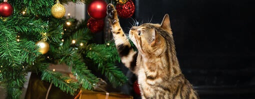 cat playing with christmas tree