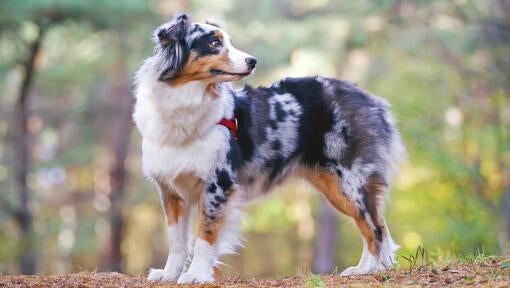 Australian Shepherd in the forest