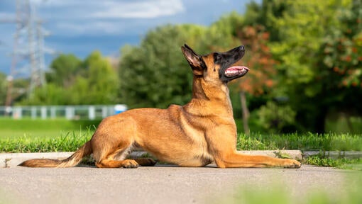 Belgian Shepherd Dog Malinois looking up