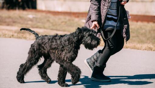 Giant Schnauzer walking on a leash