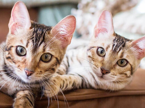 Two cats lying on the sofa