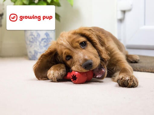 puppy chewing a red toy