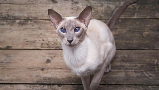 Oriental Short Hair cat is watching at someone