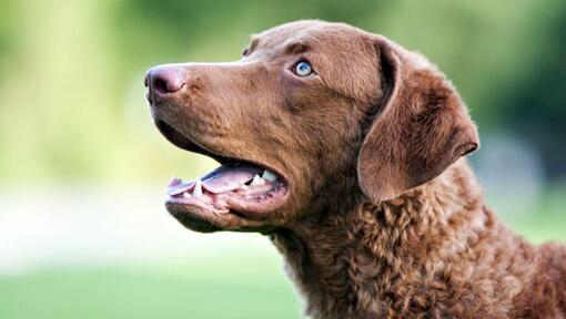 Chesapeake Bay Retriever with blue eyes