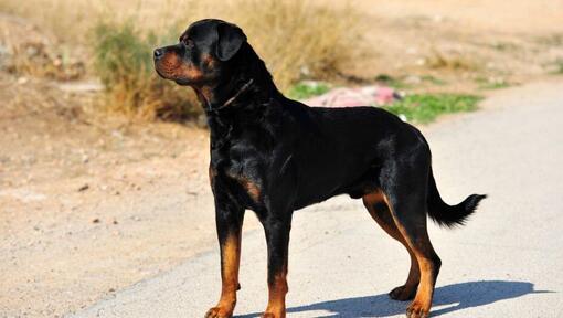 Rottweiler standing on the road