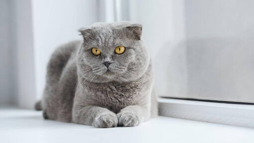 Scottish Fold cat is laying on a windowsill