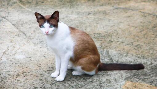 Snowshoe cat is walking in the garden