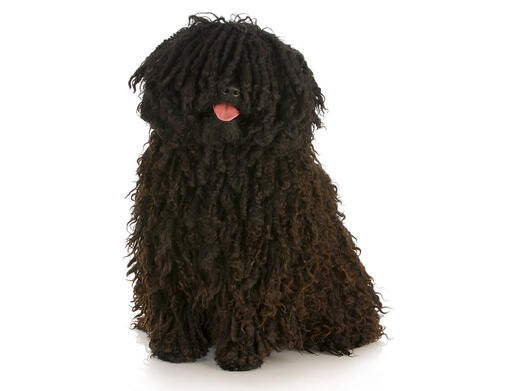 Hungarian Puli