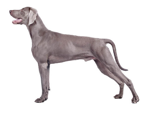 Weimaraner (Short/smooth coat) Mobile