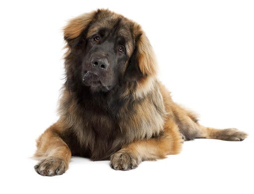 Leonberger Mobile