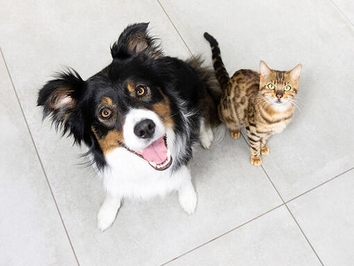 cat and dog sitting together looking up