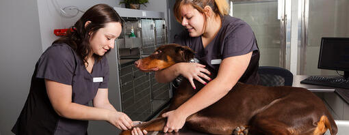 Two veterinarians give an injection to a big brow dog