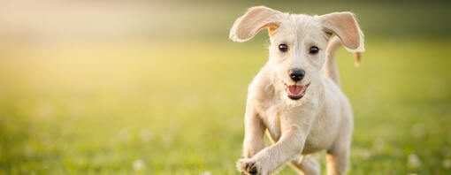 White dog running on the grass