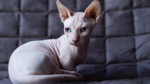 Hairless cat sat on the sofa