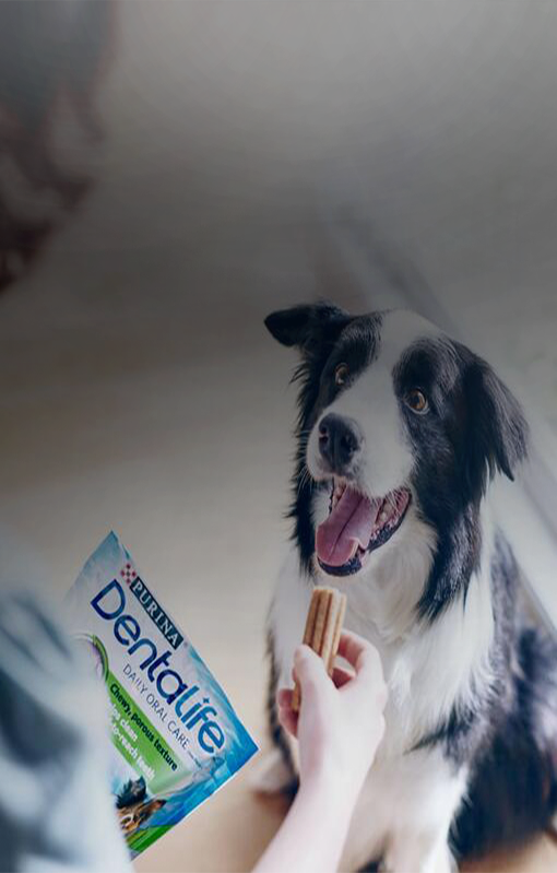 Dentalife Dog