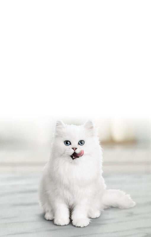 פנסי פיסט - באנר האדר מובייל