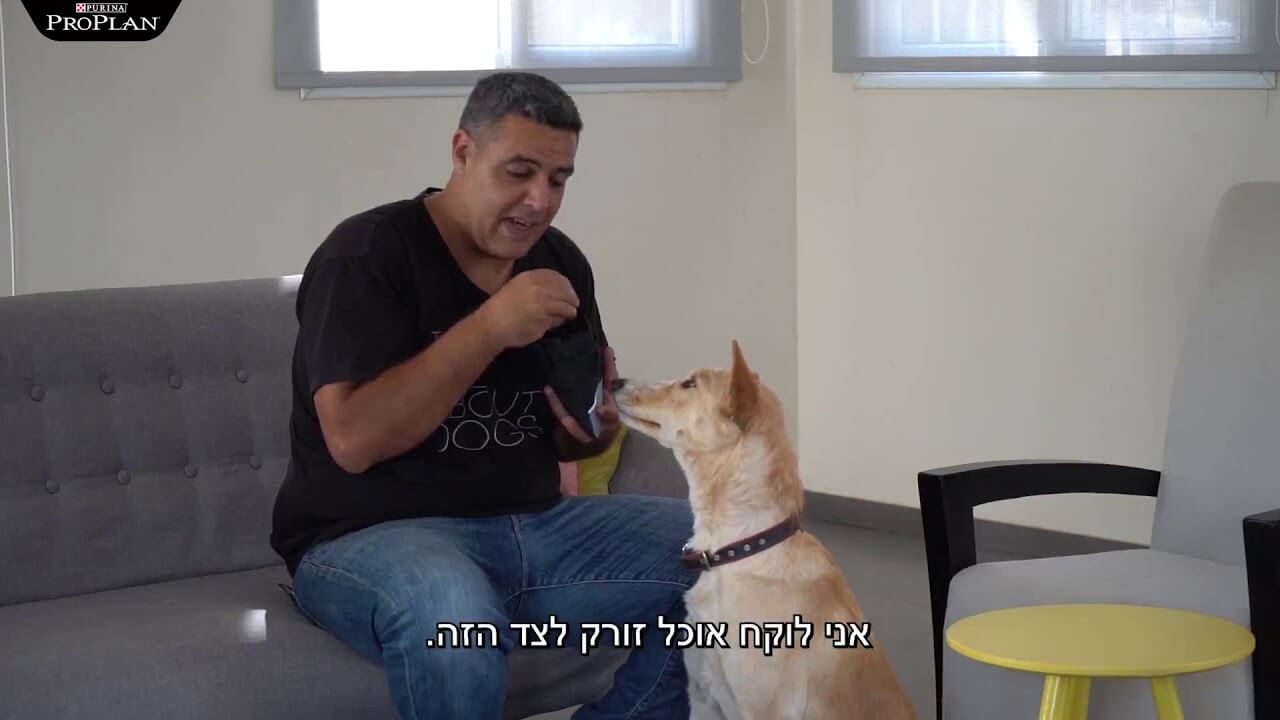 איך לשחק עם הכלב מבלי לקום מהספה