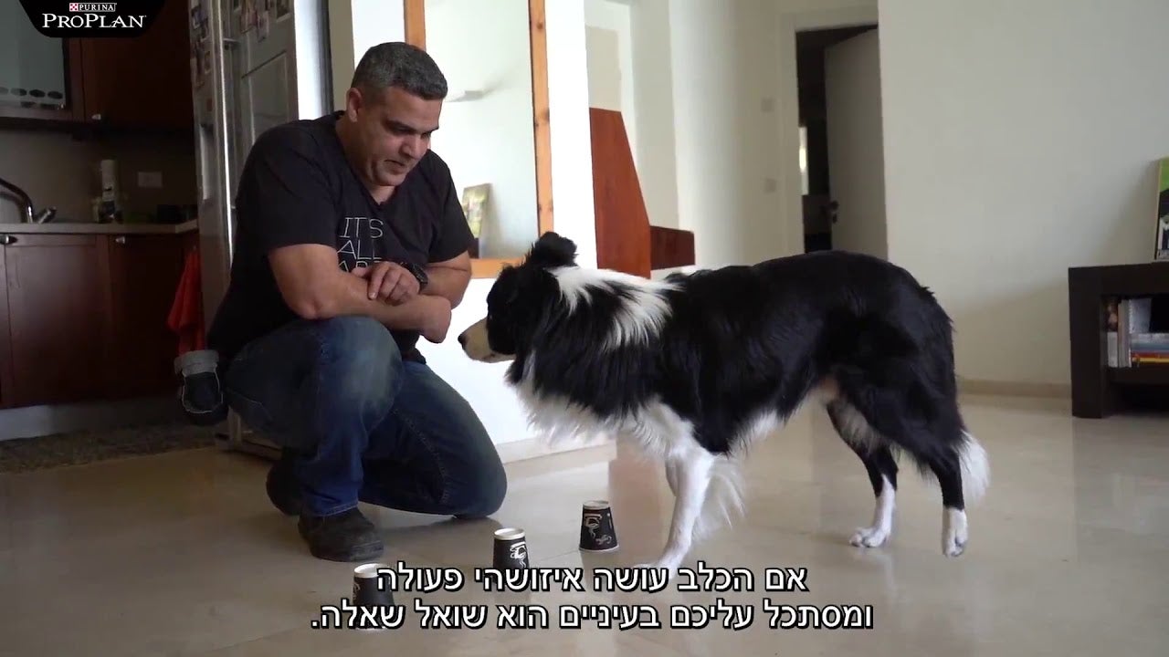 איך ללמד כלב לחשוב