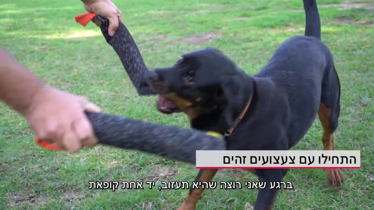 איך ללמד כלב לעזוב