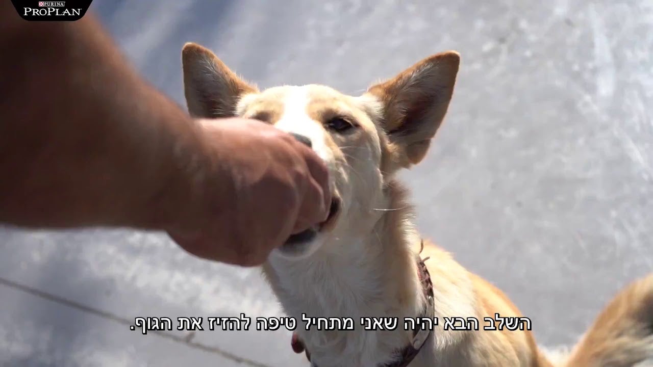 איך ללמד את הכלב להשאר