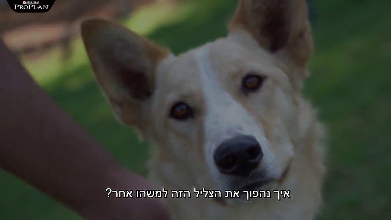 איך לשחרר כלב מרצועה