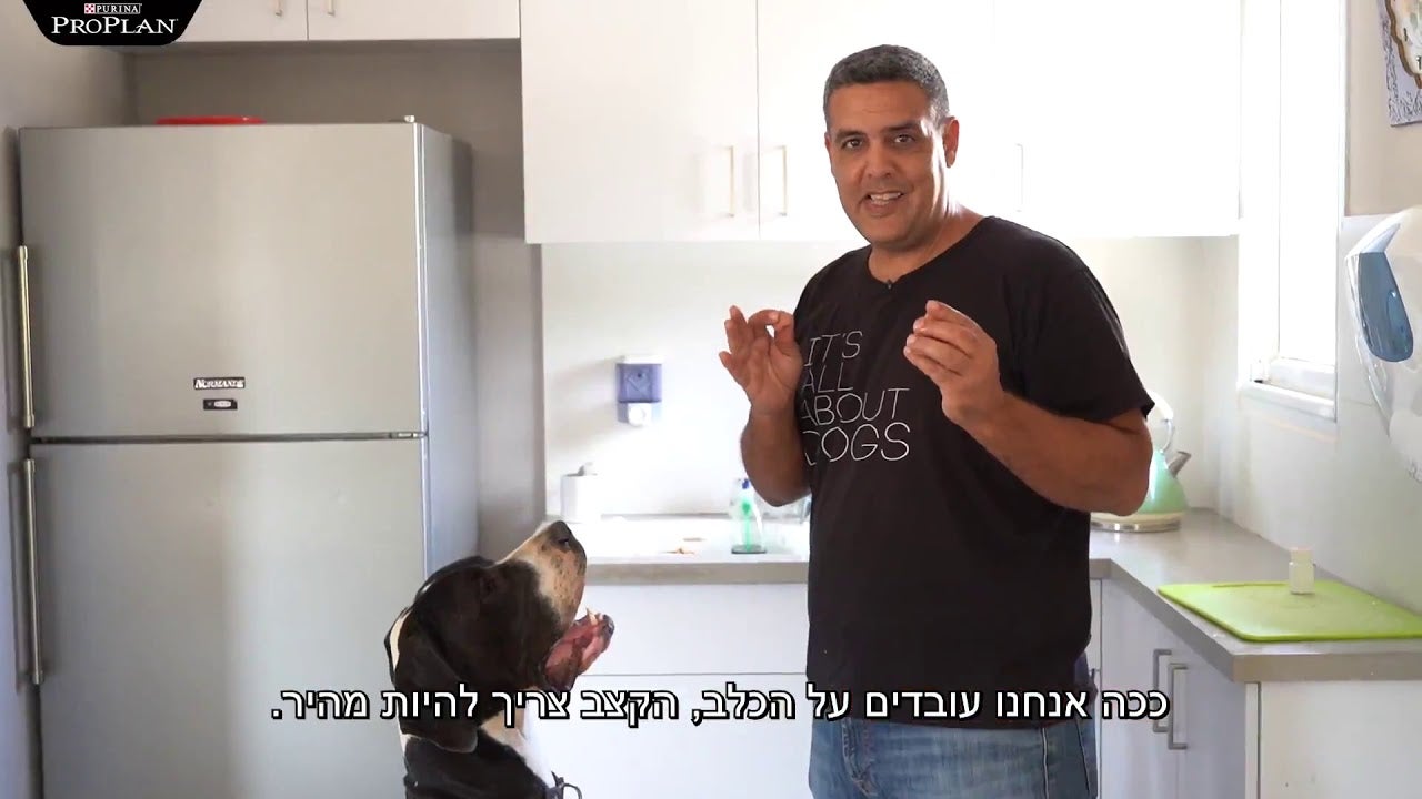 איך לתת לכלב תרופה