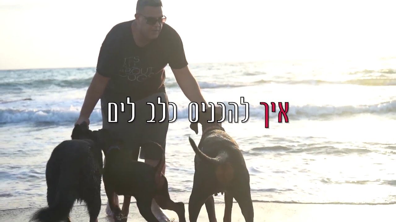 איך להרגיל כלב למים