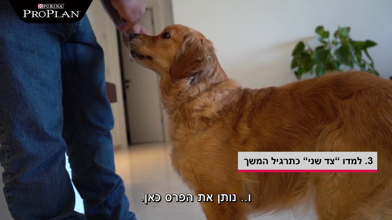 סיבוב