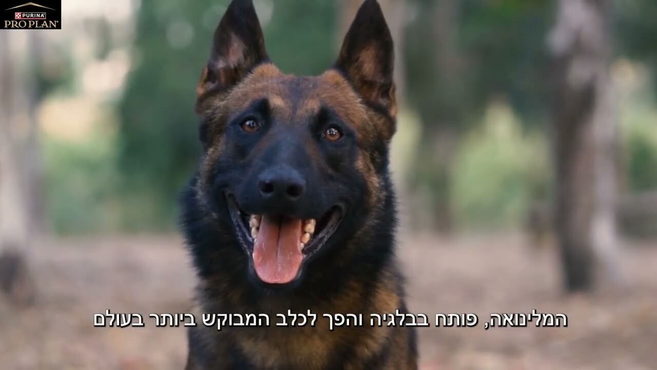 מלינואה רועה בלגי - כל מה שרציתם לדעת