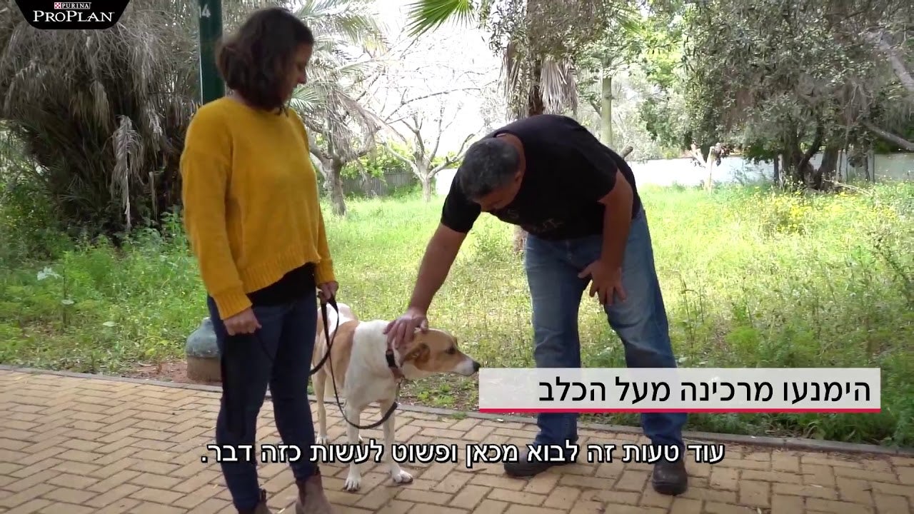 איך לפגוש כלב זר