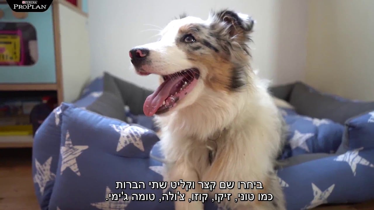 איך לקרוא לכלב בשם