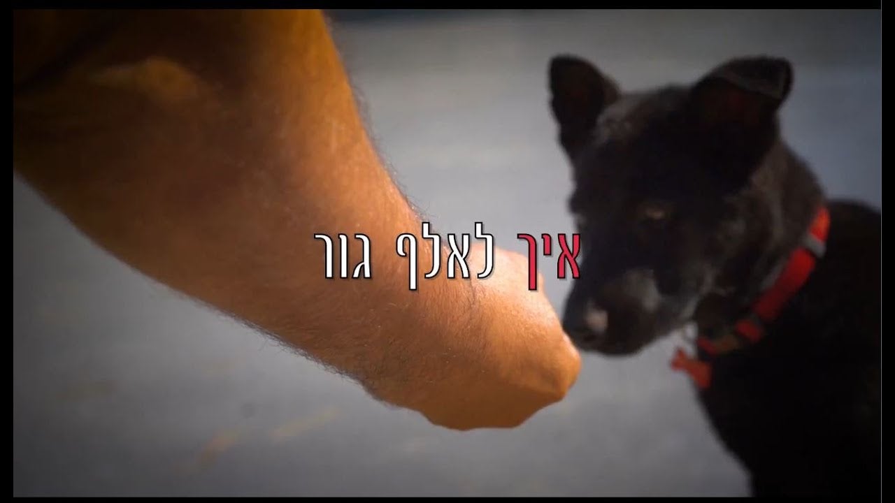 איך לאמן גור