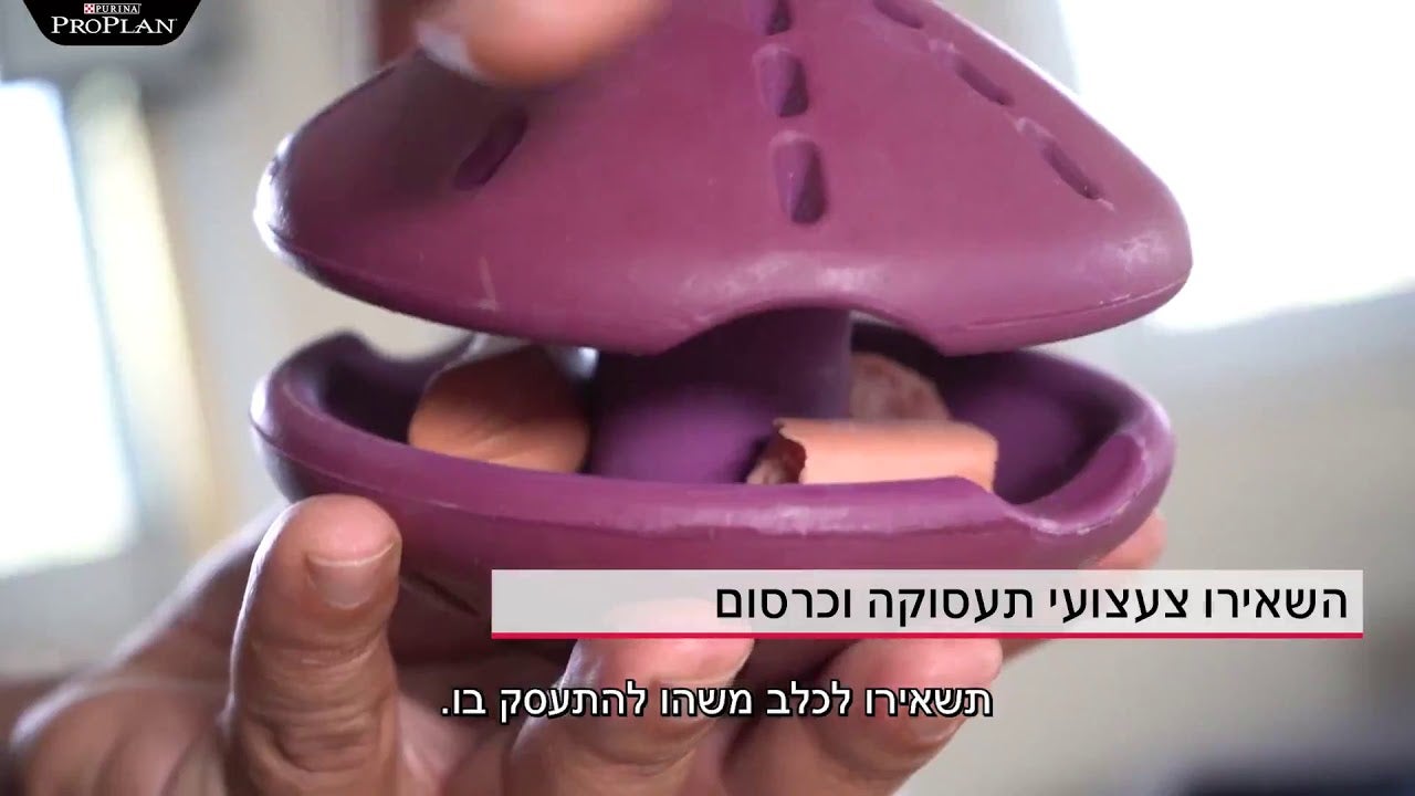 איך להשאיר כלב לבד בבית