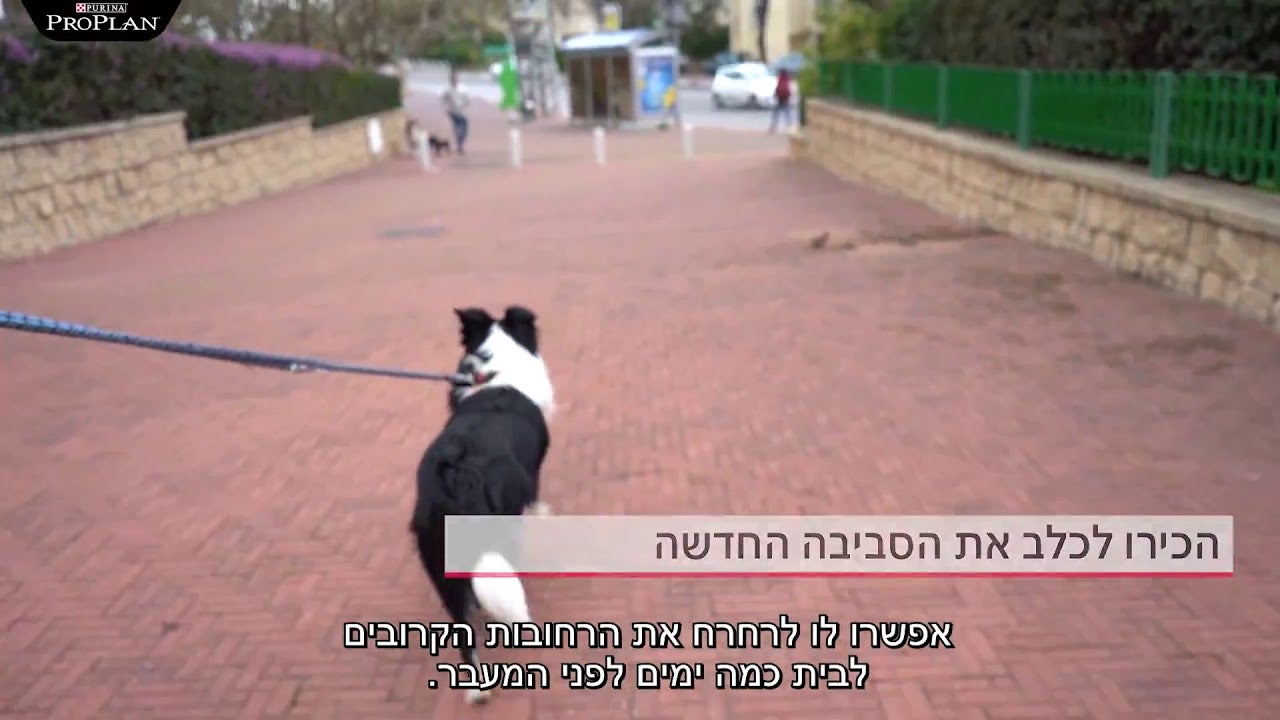 איך לעבור עם הכלב דירה