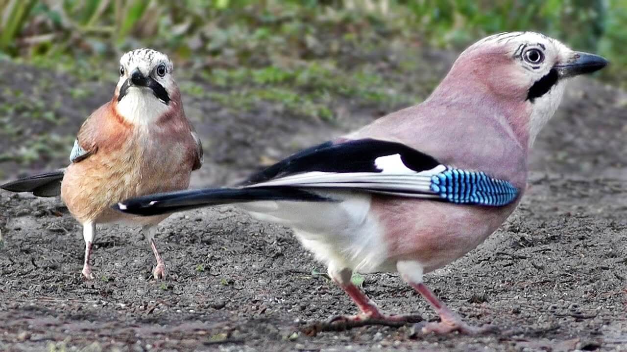 סרטוני הציפורים שחתולים הכי אוהבים