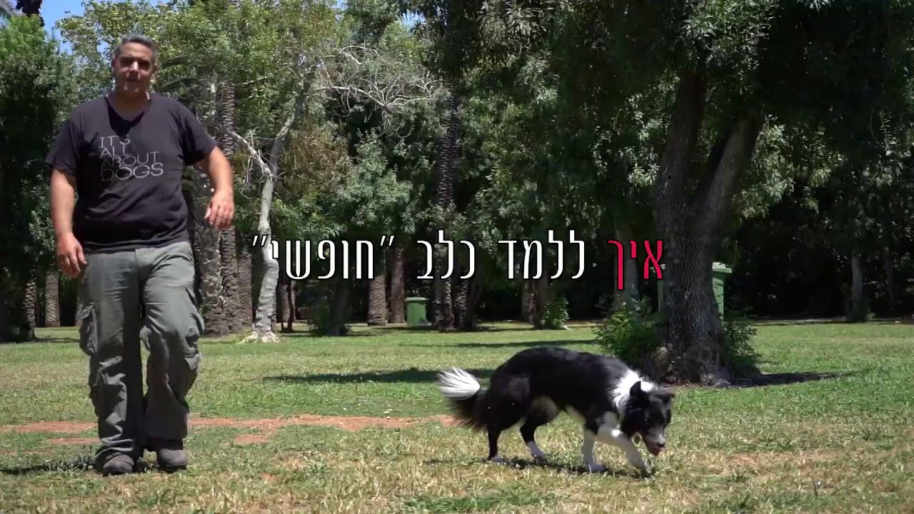 איך ללמד חופשי