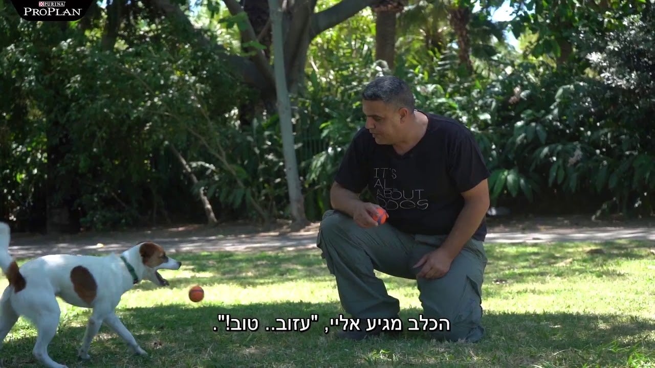 איך ללמד כלב להחזיר כדור