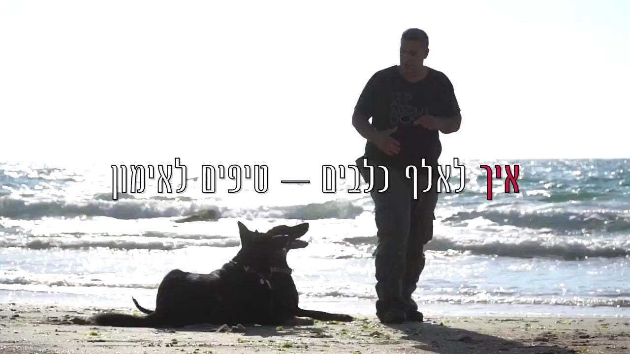 איך לאלף כלב בסיס: