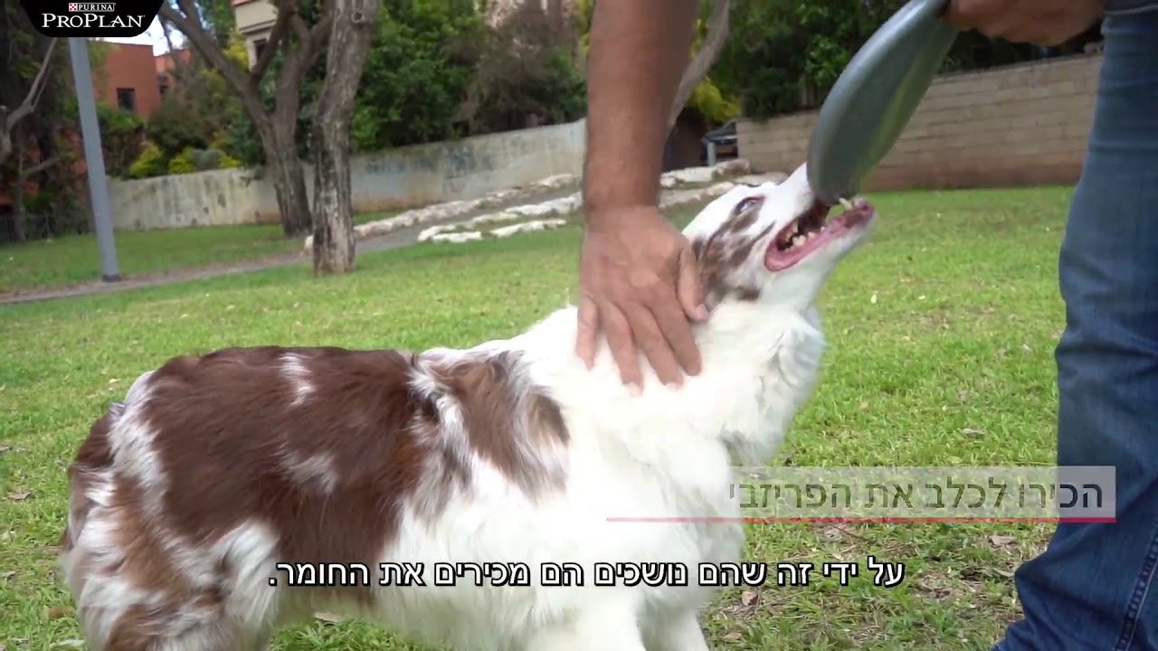 איך ללמד כלב לתפוס פריזבי