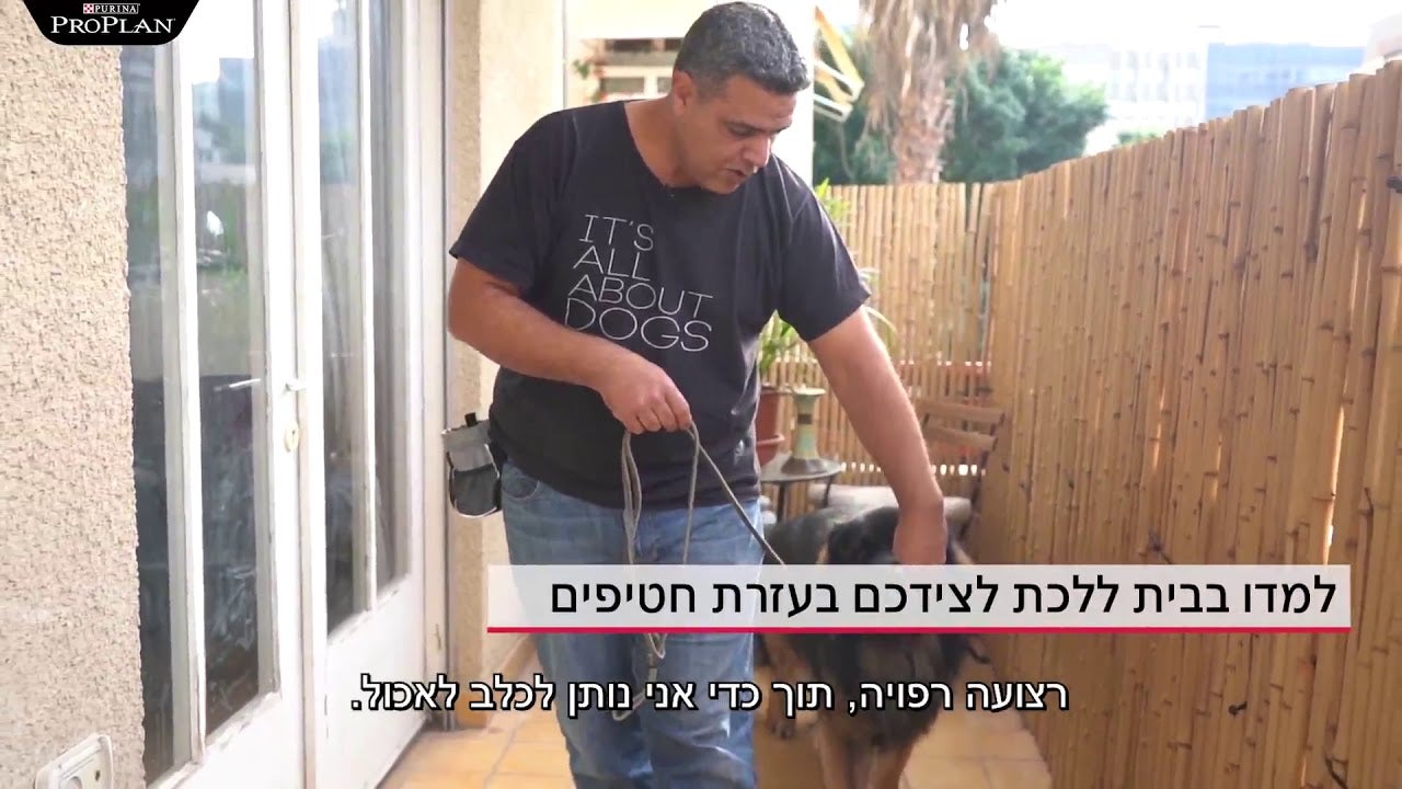 איך למנוע מהכלב למשוך